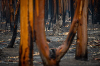 Unsplash/Jo-Anne McArthur Los incendios forestales en Australia son un muestra más del avance del cambio climático.