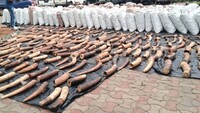 Colmillos de elefante Facebook / Nigeria Customs Service