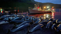 Cadáveres de delfines blancos yacen en una playa en las Islas Feroe, el 12 de septiembre del 2021. Sea Shepherd / AP