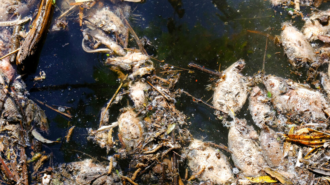 Peces muertos flotan en el río Las Villas, que alimenta la presa de San Onofre en Ayotlán, México, el 9 de diciembre de 2021. Refugio Ruiz / AP