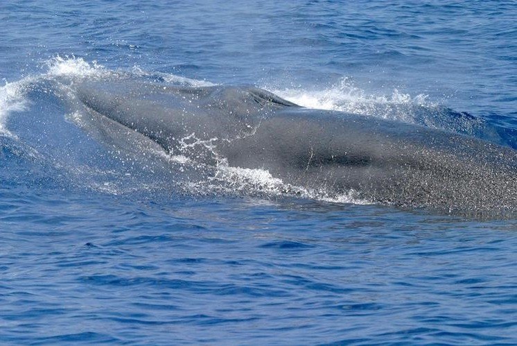 Las ballenas de Rice están en peligro crítico de extinción a causa de las embarcaciones pesqueras. | Crédito: NOAA Fisheries