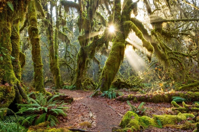 En 2005, el ecologista acústico Gordon Hempton destacó el Parque Nacional Olympic, en el estado de Washington, como el lugar más silencioso de Estados Unidos en su proyecto One Square Inch of Silence (Un centímetro cuadrado de silencio).