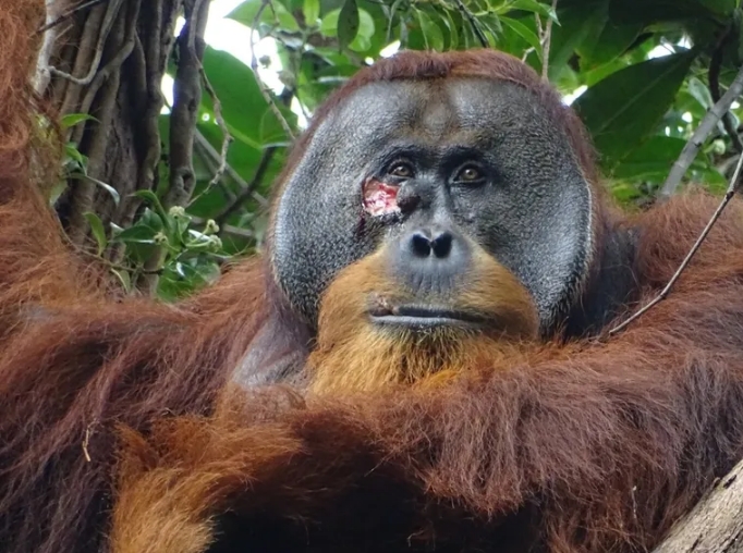Esta foto del macho adulto Rakus fue tomada el 23 de junio de 2022, dos días antes de que el orangután comenzara a aplicar la mezcla de plantas en su herida.
