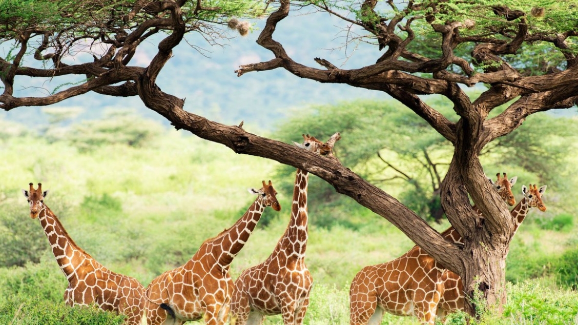 Una familia de jirafas reticuladas bajo un árbol en la Reserva Nacional de Samburu, Kenia. William Nyaga / Legion-Media