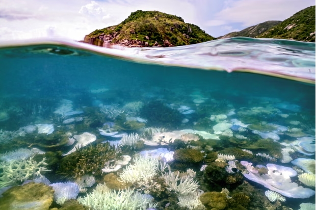 Los arrecifes de coral se enfrentan a un declive a largo plazo ahora que el planeta ha alcanzado su primer punto de inflexión catastrófico relacionado con las emisiones de gases de efecto invernadero, según un informe. Fotografía: David Gray/AFP/Getty Images