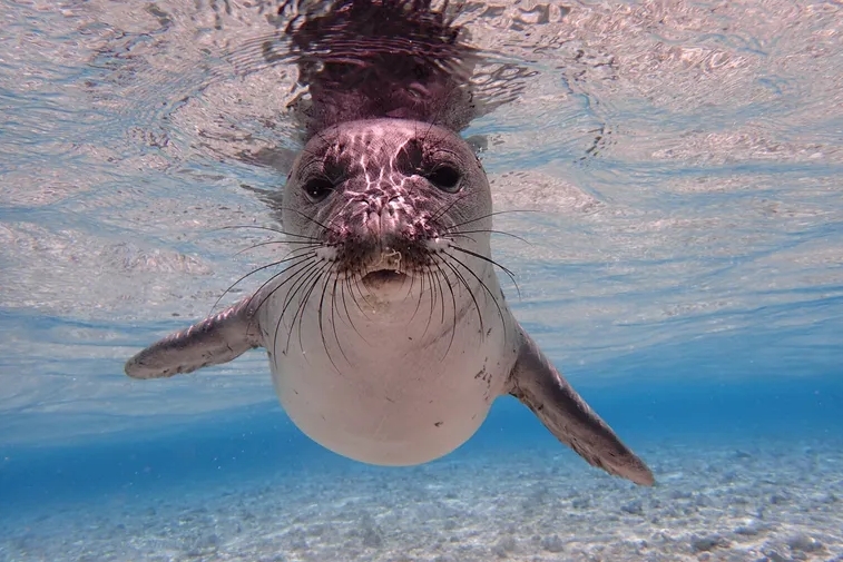 Una cría de foca nadando libremente. FOTOGRAFÍA DE NOAA/PIFSC/HMSRP