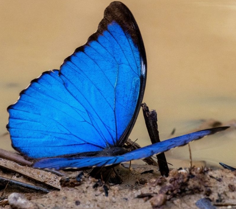 En la foto, una mariposa azul nativa del Amazonas (Morpho menelaus), más conocida como "blue morpho". Es una de las especies más perjudicadas por la deforestación de la selva, ya que ha perdido su hábitat y actualmente se encuentra en peligro de extinción.  FOTOGRAFÍA DE THOMAZ DE CARVALHO CALLADO CC BY 4.0