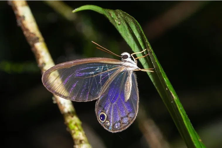 un ejemplar de Cithaerias andromeda, una mariposa nativa de la región amazónica con alas casi transparentes.  FOTOGRAFÍA DE INGMAR VAN DER BRUGGE CC BY-NC-ND 4.0