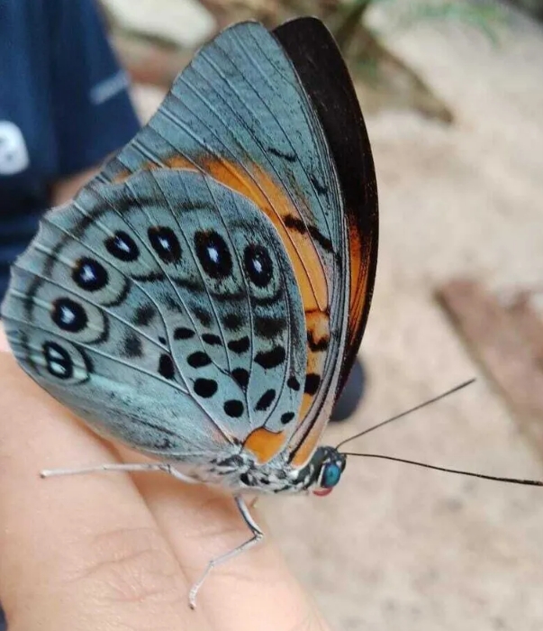 Otra mariposa nativa de la Amazonía que participó en el estudio sobre la relación entre la deforestación y el color de las mariposas fue la Prepona narcissus (en la foto).  FOTOGRAFÍA DE RAYMÊ CARVALHO CC BY-NC 4.0