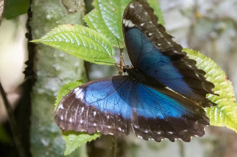 Una mariposa azul, la “blue morpho” (Morpho menelaus), fotografiada en plena selva amazónica, en la Guayana Francesa.  FOTOGRAFÍA DE MICHEL GIRAUD-AUDINE CC BY-NC 4.0