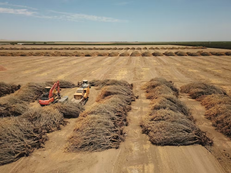 En California, una grave sequía y la escasez de agua obligaron a algunos agricultores en 2021 a retirar los cultivos que requieren mucho riego, incluidos los almendros. Robyn Beck/AFP vía Getty Images